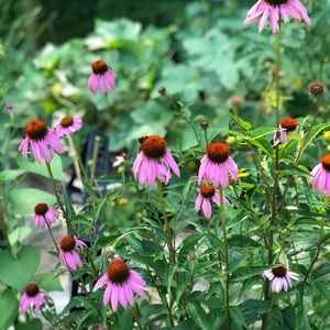 Meet your Posher, Hallie